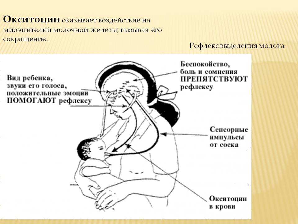 Окситоцин для матки после родов. Физиология выработки грудного молока. Окситоцин. Окситоцин и грудное вскармливание. Выработка окситоцина при грудном вскармливании.