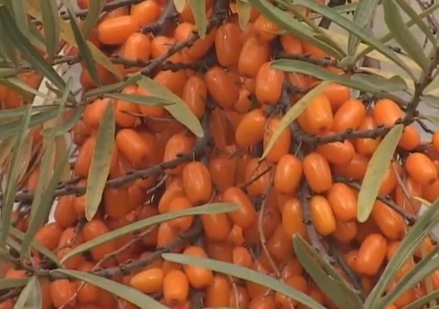 Облепиховое масло (hippophae oleum)