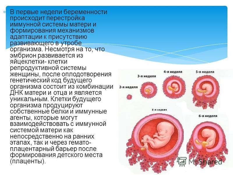 Что происходит на 3 неделе беременности: развитие плода и самочувствие мамы на ранних сроках