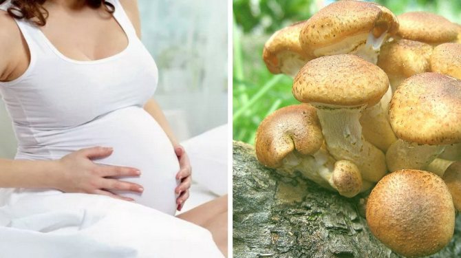Можно ли есть грибы при беременности. польза и вред грибов во время беременности