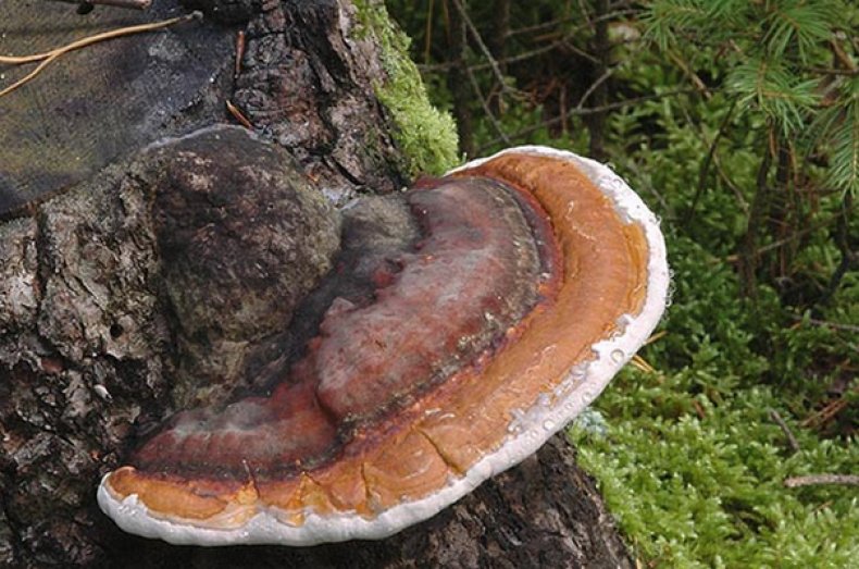 Ганодерма – самый полезный гриб на земле. японские добавки компании таурус: коробанетсу