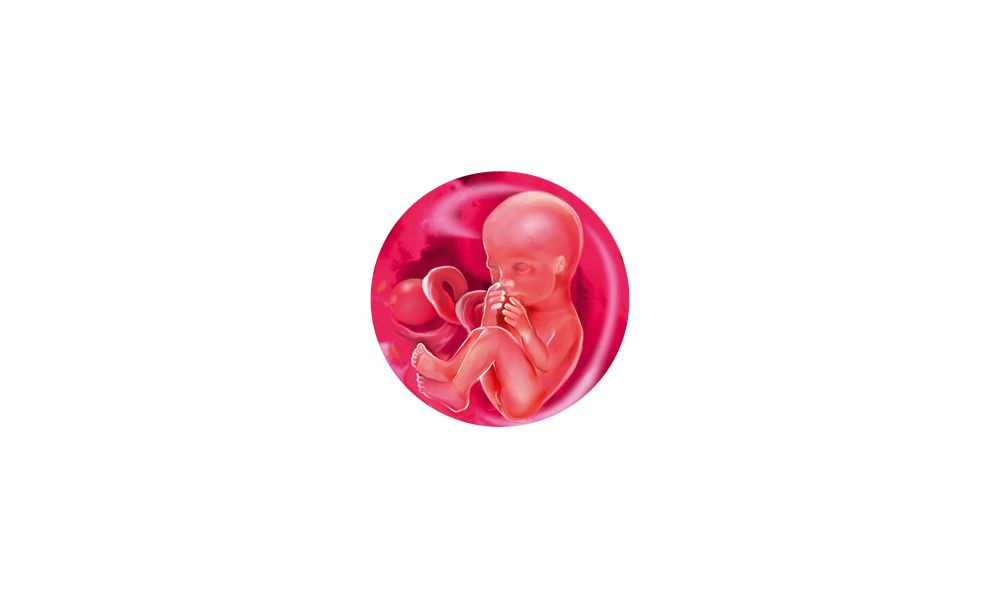 Беременность 15 мм. Малыш в утробе матери.