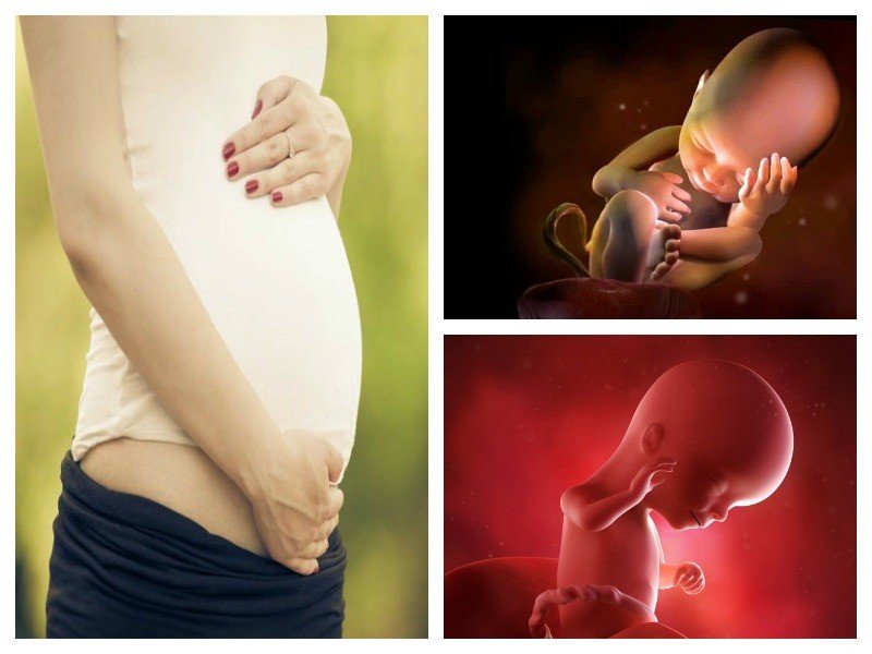 Ребенок в 16 недель беременности фото размер плода