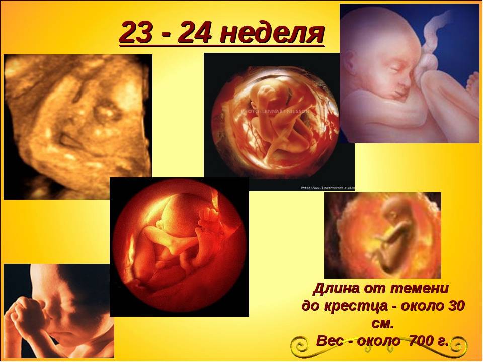 ➤ 24 неделя беременности всё что нужно знать будущей маме