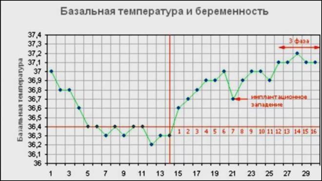 Базальная температура при беременности на ранних сроках: график, нормы и отклонения / mama66.ru