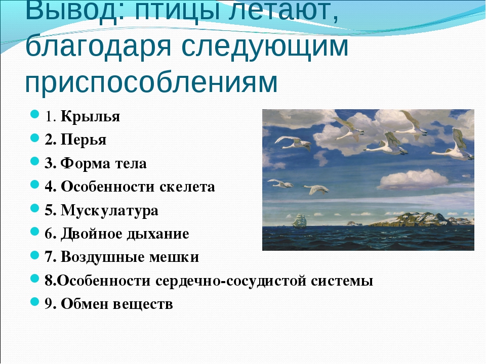 Почему птицы летают. Зачем птицам летать. Почему птицы летают причины. Почему птицы умеют летать рассуждение.