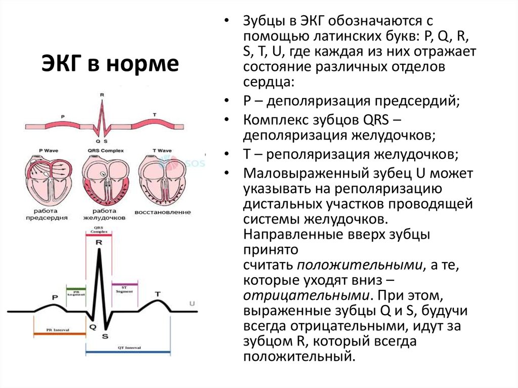 Рисунок экг в норме