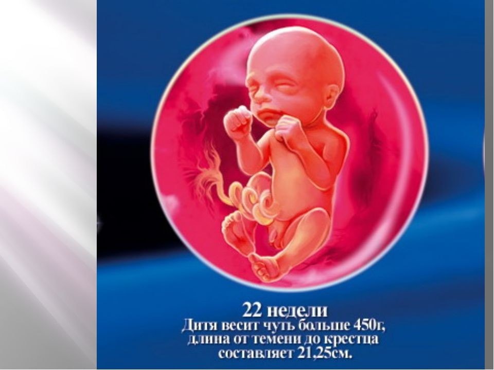 24 неделя беременности: что происходит с малышом и мамой, развитие плода, вес и рост — медицинский женский центр в москве