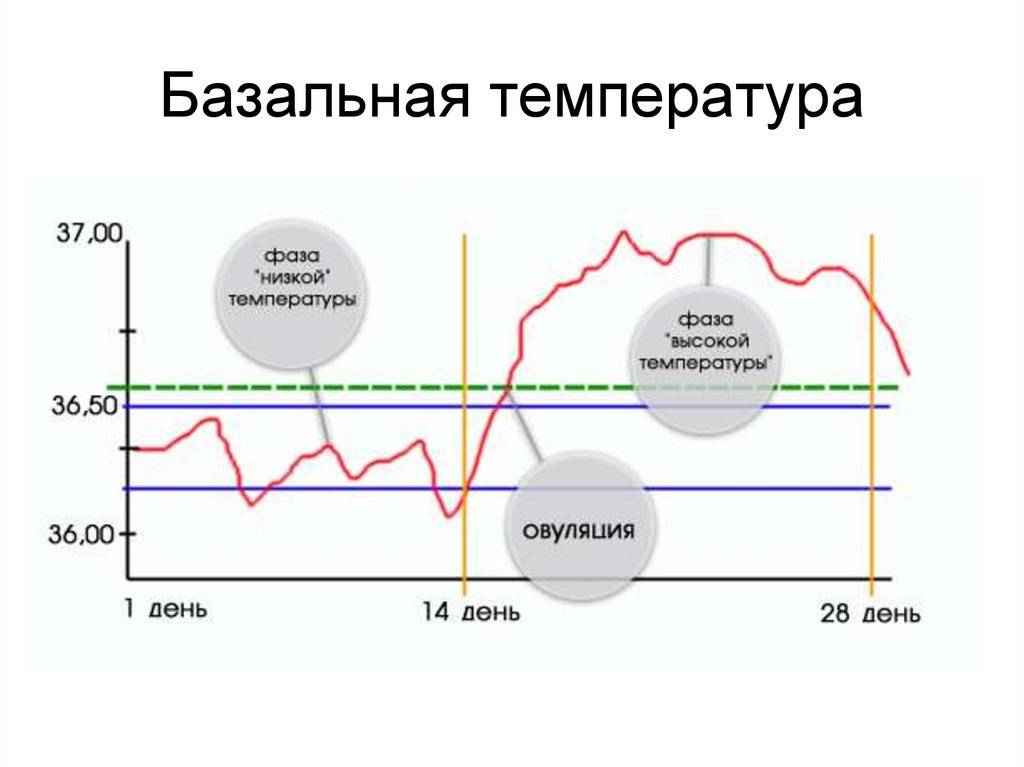 Как измерить овуляцию. График базальной температуры с овуляцией. Овуляторный график базальной температуры. График ректальной температуры овуляция. График ректальной температуры при овуляции.