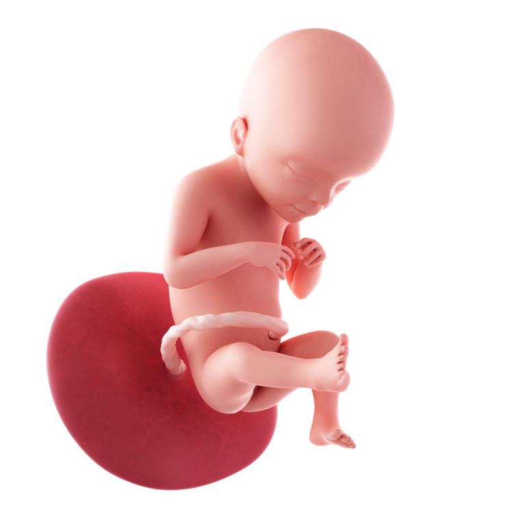 21 неделя беременности :: polismed.com