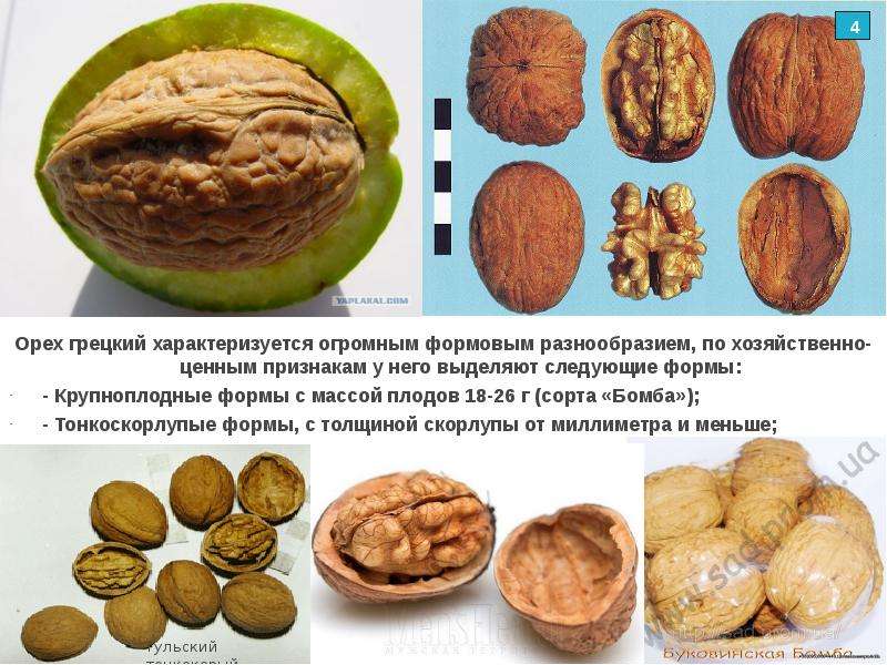 Грецкий орех: лечебные свойства | food and health