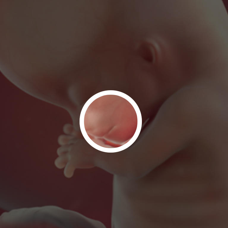 Плод 11 недель фото. Эмбрион на 11 неделе беременности. 11 Недель беременности. Малыш на 11 неделе беременности.