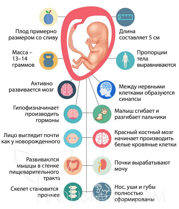 13 неделя беременности. календарь беременности   | материнство - беременность, роды, питание, воспитание