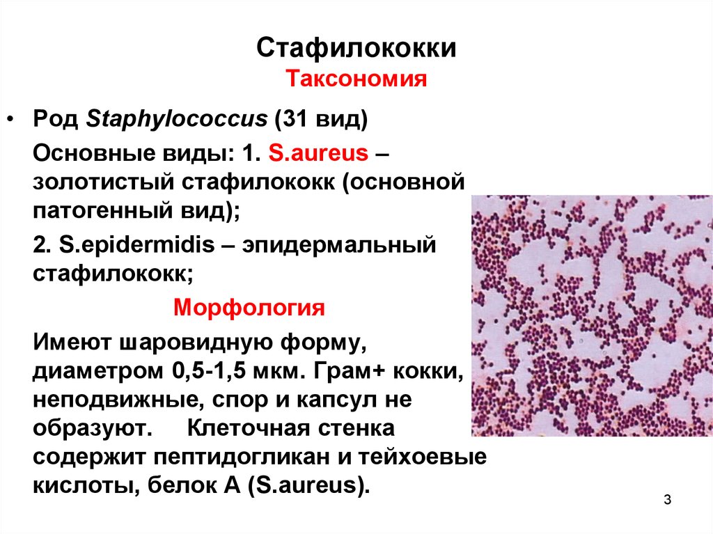 Стафилококк – стафилококковые инфекции