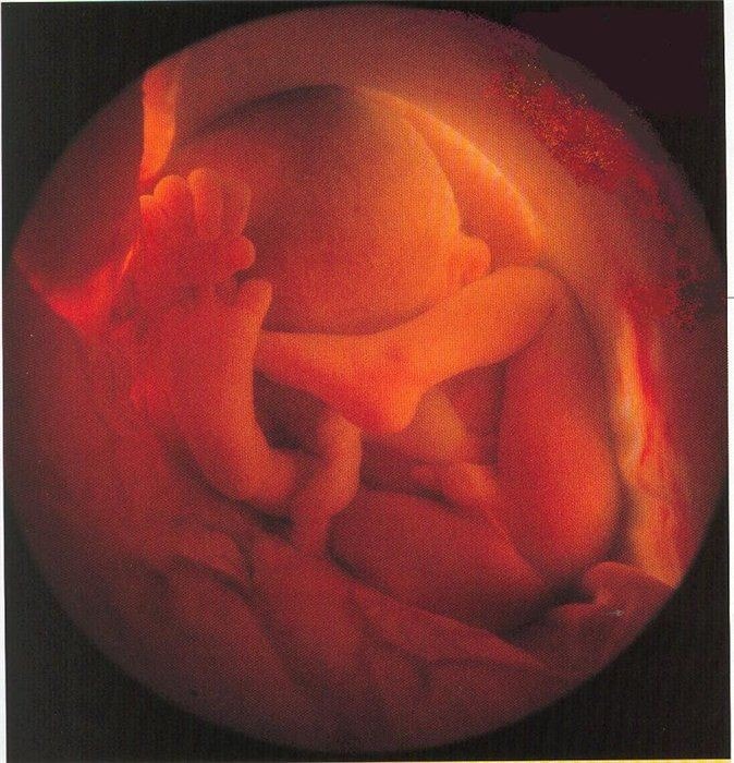 25 неделя беременности: что происходит с малышом и мамой, вес, рост, развитие плода, ощущения и осложнения, фото