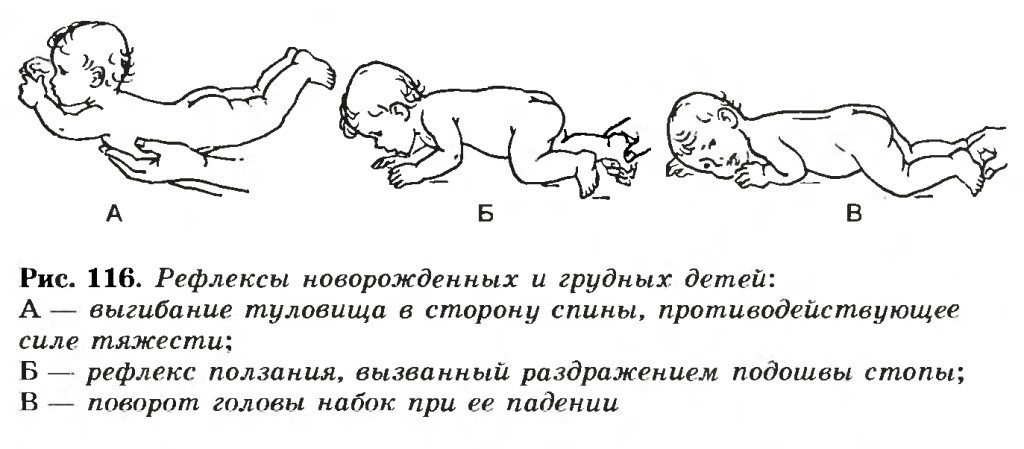 Рефлексы новорожденных детей: безусловные, условные, врожденные (слабые или отсутствие рефлексов)