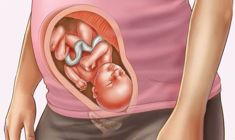 3 скрининг при беременности: протокол проведения, анализы, нормы, узи
