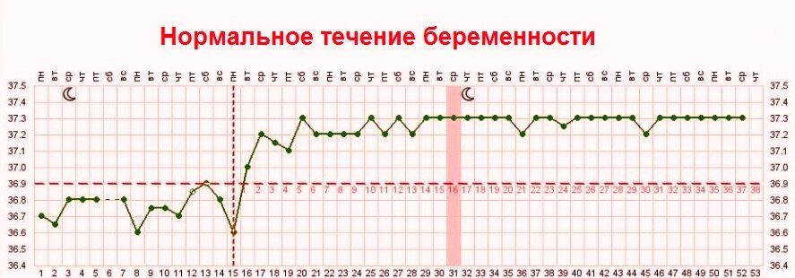 Базальная температура при беременности на ранних сроках до задержки: график, фото