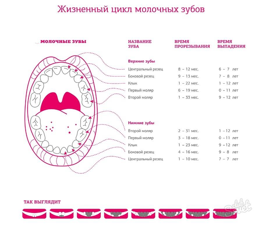 Нумерация зубов в стоматологии