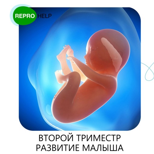 Беременность – пренатальный скрининг трисомий ii триместра беременности: исследования в лаборатории kdlmed
