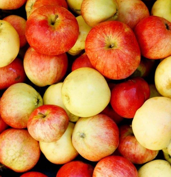 Можно ли яблоки при грудном вскармливании - зеленые, красные, печеные