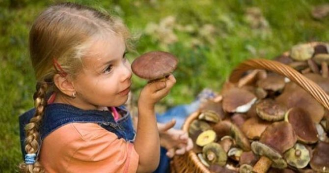 Можно ли детям шампиньоны: с какого возраста давать грибы, со скольки лет есть, комаровский