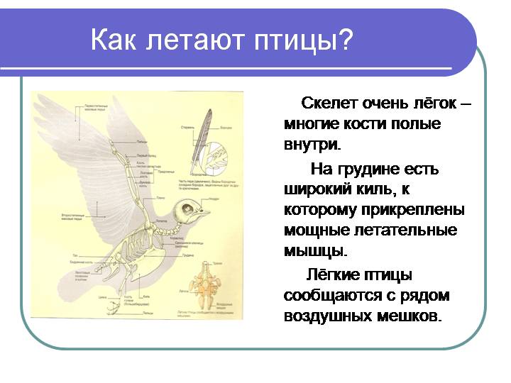 Конспект занятия «что мы знаем о птицах?»