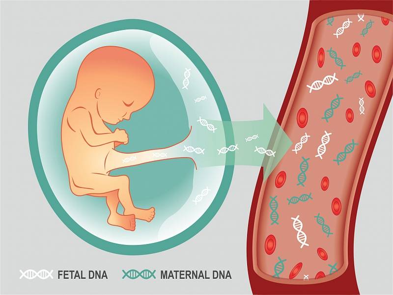 Пренатальный скрининг-тест – проверка генетических отклонения плода для беременных в москве | клиника репродукции «линия жизни»