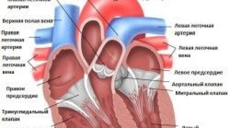 Какие болезни мы лечим? | эндоваскулярное лечение врожденных пороков сердца в институте амосова