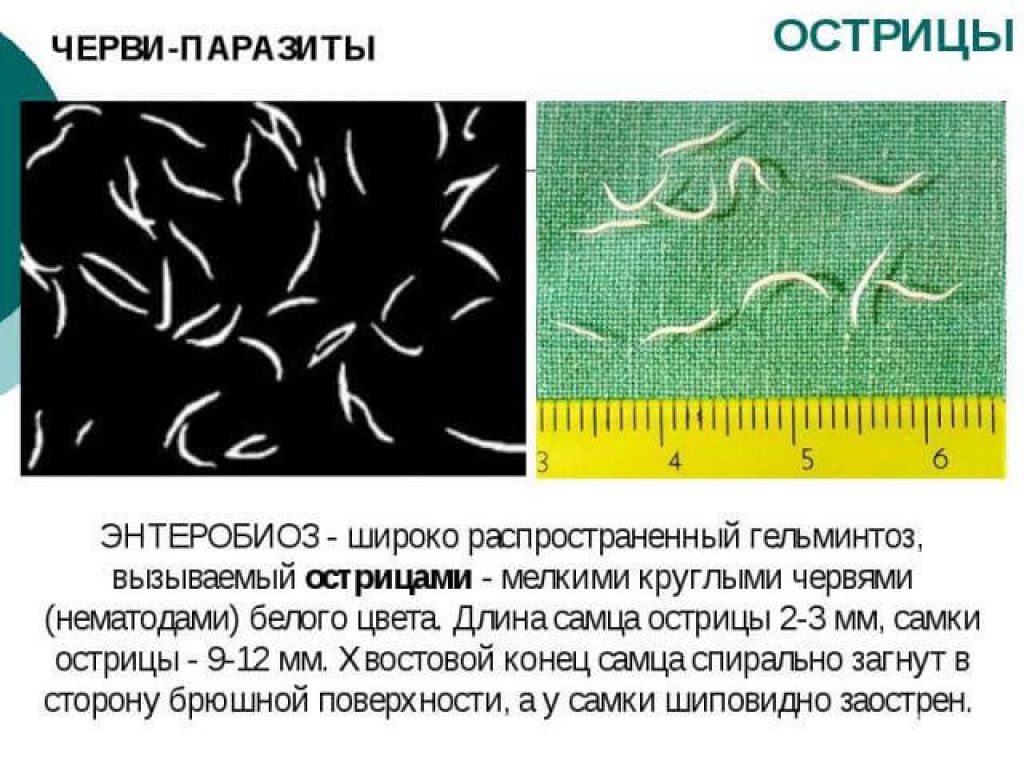 Острицы лечение у взрослых схема лечения