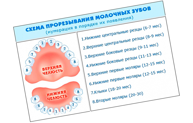 Прорезывание зубов: порядок, сроки, повышенная температура   | материнство - беременность, роды, питание, воспитание