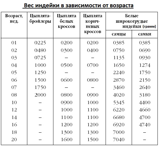 Сколько варить индейку для ребенка первый прикорм. индейка – один из лучших вариантов мясного прикорма для грудничка. разбираемся в способах приготовления.