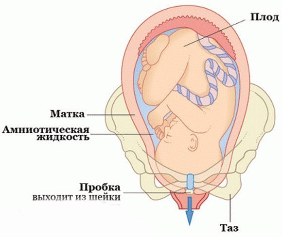 Лейкорея беременных: причины, значение и методы лечения белых выделений при беременности