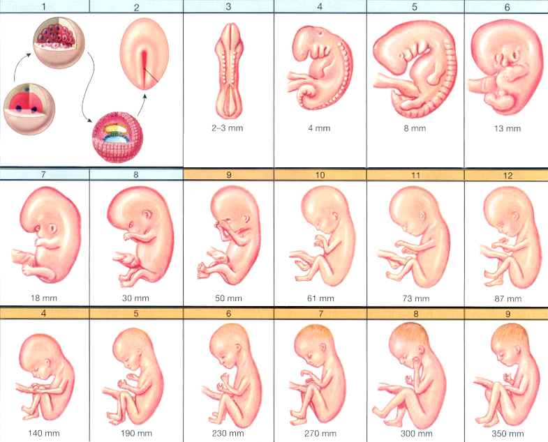 Как состояние здоровья беременной женщины влияет на зрение ребенка? «ochkov.net»