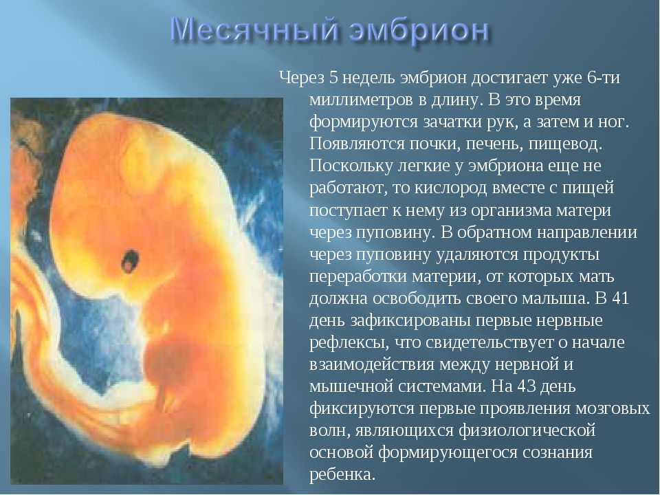 Пять недель 4 дня. Плод на 5 неделе беременности. Пятая неделя беременности размер эмбриона. Эмбрион на 3 эмбриональной неделе. Эмбрион на 5 неделе беременности.