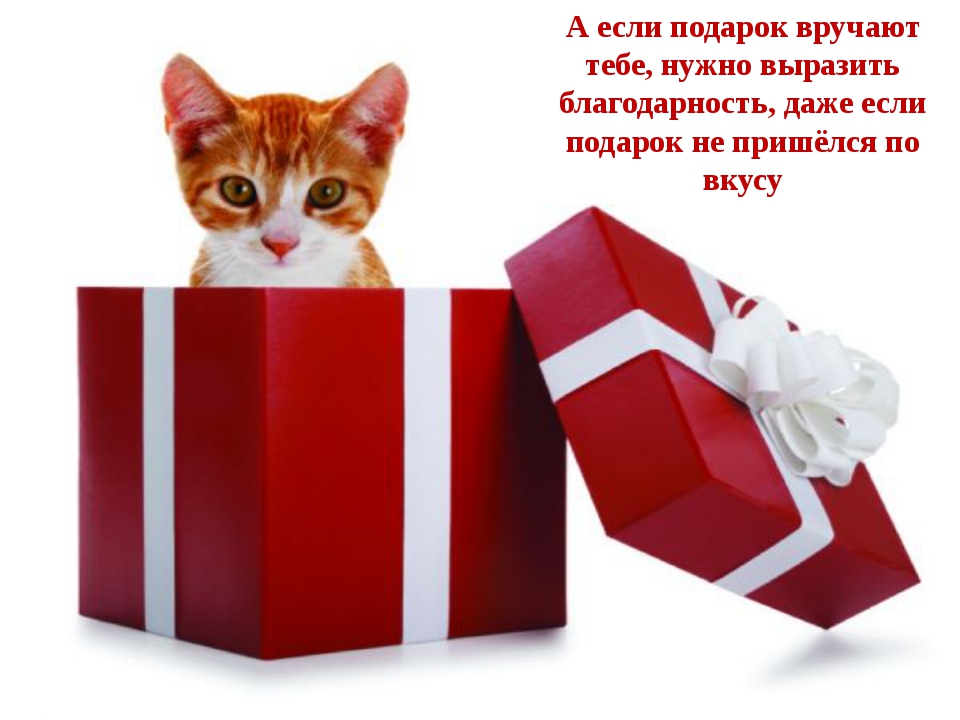 40 подарков для питомцев, любителей котят и щенков +еще идеи