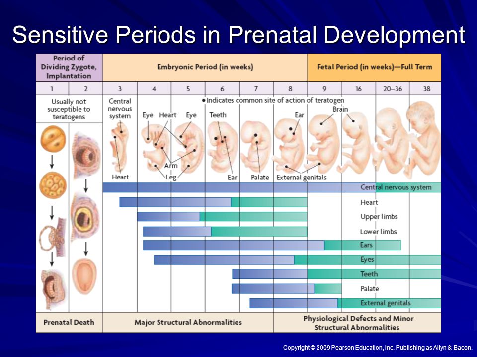 Беременность – пренатальный скрининг трисомий i триместра беременности (синдром дауна): исследования в лаборатории kdlmed