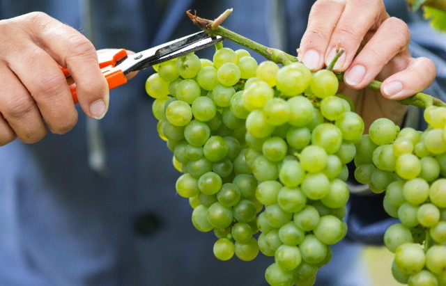 Можно ли виноград при беременности? польза и вред, отзывы
