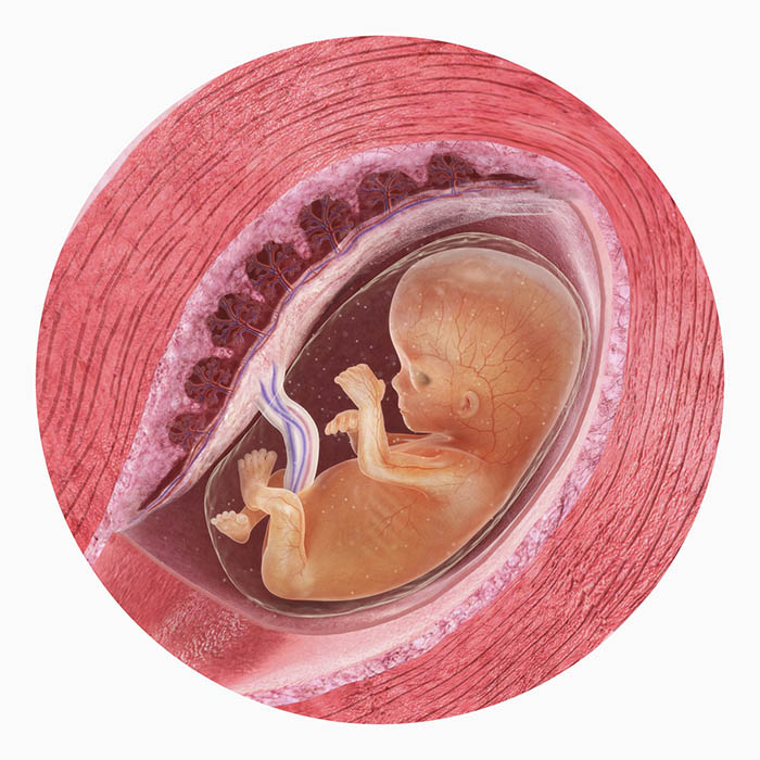 11 неделя беременности: признаки и ощущения женщины, симптомы, развитие плода