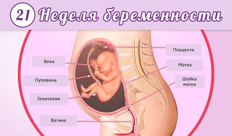 22 акушерская неделя беременности: здоровье малыша и мамы