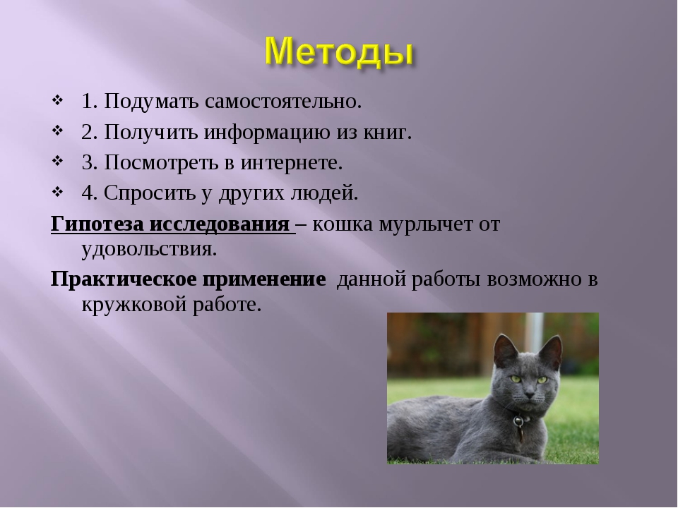 Почему кошки мурлыкают: механизм урчания и причины - kotiko.ru