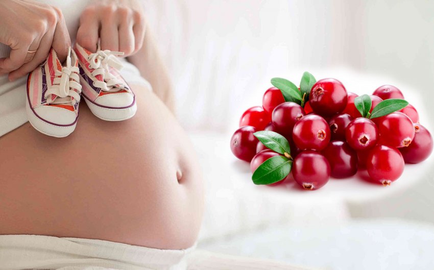 Клюква при беременности. польза, противопоказания. можно ли употреблять клюкву по время беременности