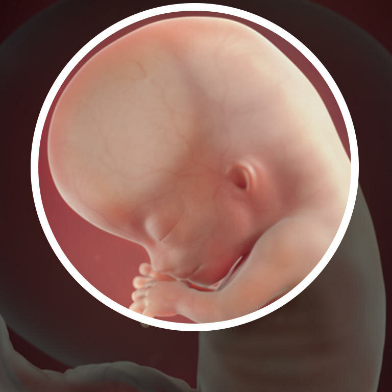Плод 11 недель фото. Плод на 11 неделе беременности. Эмбрион на 11 неделе беременности. 11 Недель беременности. Эмбрион ребенка на 11 неделе.