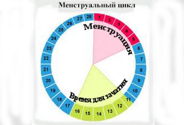 В какие дни цикла можно забеременеть