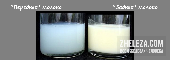 Грудное молоко - виды и состав грудного молока.