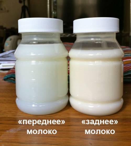 Определяем жирность грудного молока в домашних условиях