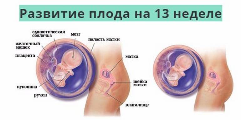 Беременность двойней - медицинский портал eurolab