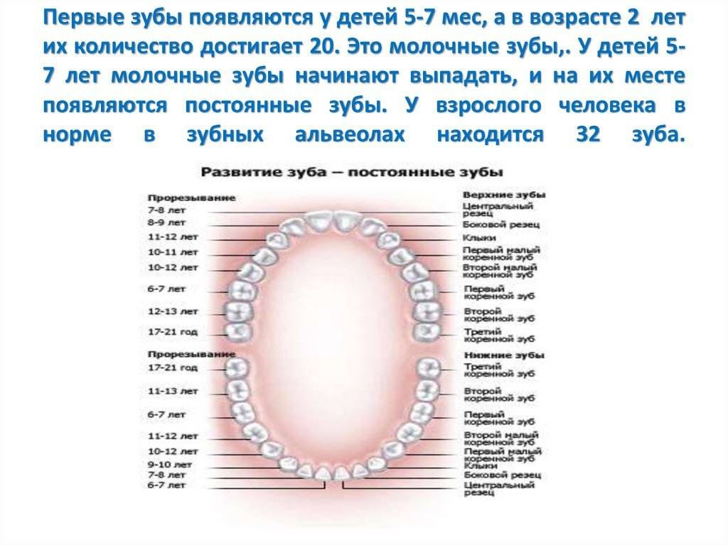 Постоянные зубы у детей схема