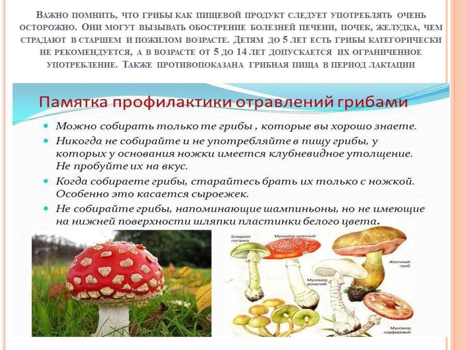 Ядовитые грибы. первая помощь при отравлении - megamedportal