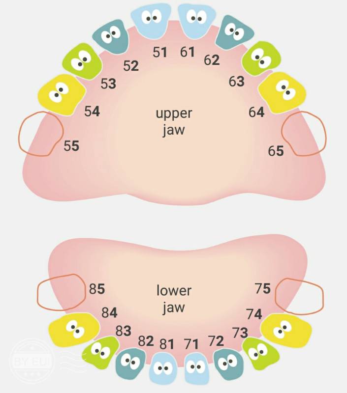 Формула количества молочных зубов. Зубы у детей порядок прорезывания молочных зубов.